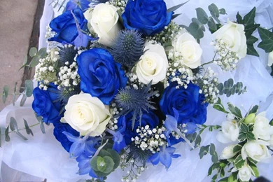 Beautiful Rose Flowers Wallpapers Free Download