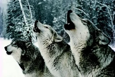 Wallpapers Of Wolves   Wallpapers Cave