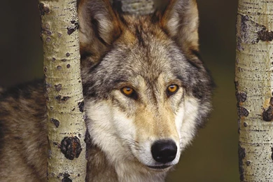 Wolf_1440x900.jpg