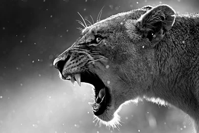 Download Lioness In Black & White HD Wallpapers For 4K 3840 X 2160 ...