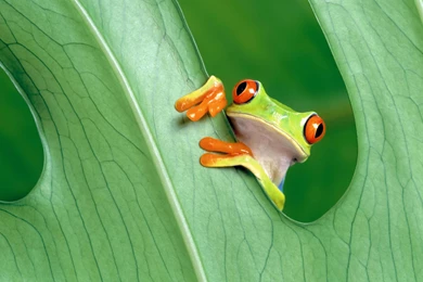 Download Red Eyed Tree Frog HD Wallpapers For 4K 3840 X 2160 ...