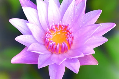 Lotus Flower Picture In High Resolution For Mobile Phones ...