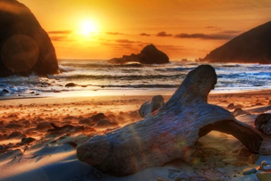 Wind And Driftwood Widescreen Wallpapers