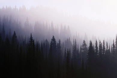 Download Wallpapers 3840x2400 Wood, Background, Coniferous ...