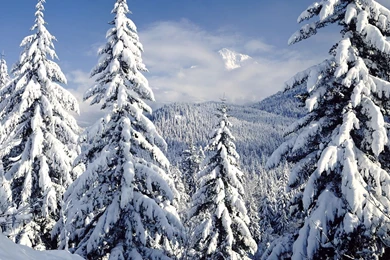 Snow Covered Evergreens Desktop Wallpapers 1600x1200