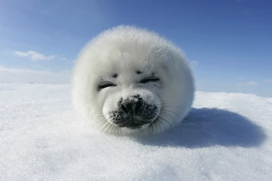1600x1200 Harp Seal Pup Desktop PC And Mac Wallpapers