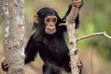 Download Baby Monkey Wallpapers