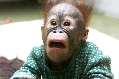 Baby Monkey Images   All Wallpapers New