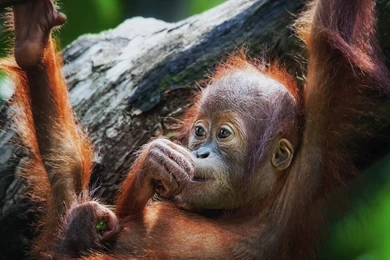 Baby Monkey Wallpapers   Wallpapers Cave