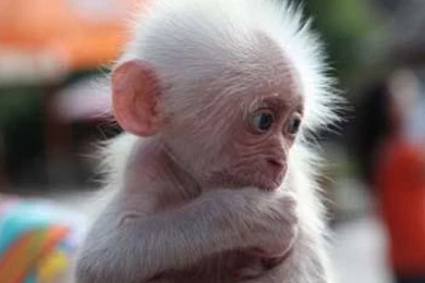 Cute Baby Monkey   Wallpaper.
