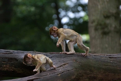 Two Baby Monkey Playing Hd Wallpapers