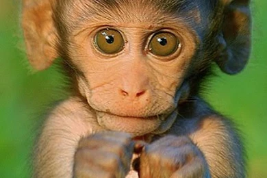 Baby Monkeys Wallpaper.