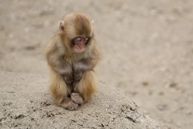 Cute Baby Monkey Sleeping On Seating Style Funny Photo