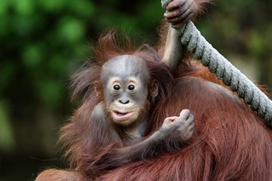 Download Wallpapers 3840x2400 Monkey, Face, Eyes, Baby Ultra HD 4K ...