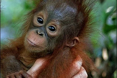 Baby Monkey Pictures   Desktop Backgrounds