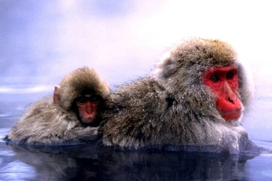 Monkey Wallpapers   Crazy Frankenstein