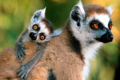 Baby Monkey Picture Normal 1280x1024