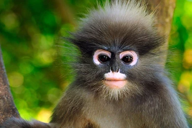 Coolest Baby Monkey 4K Wallpapers