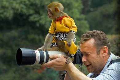 Funny Monkey HD Wallpapers   Download Funny Monkey HD Wallpapers ...