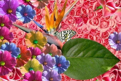 Beautiful Spring Wallpaper spring.0