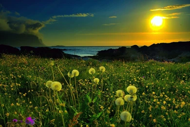 1280x1024px Grains Field Wallpapers Hd Nature