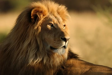 Lion hd wallpaper 052.jpg