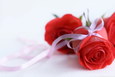 White And Red Rose Wallpapers 6.jpg