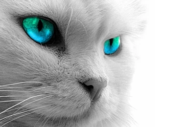 Animals Zoo Park: Black Cat Eyes Wallpapers, Blue Cat Eyes, Yellow ...