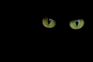 Cat's Eye   Wallpapers