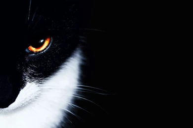 Hd Cat Wallpapers, Pussycats, Cute Animals, , Cat Eye, 1697x1128 ...