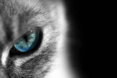 Siamese Cat Eye Wallpapers Animal Backgrounds