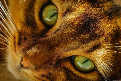 Cat Eyes Hd Wallpapers