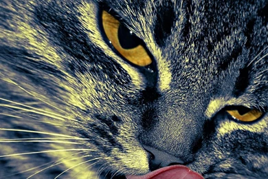 Beautiful Superb Cat Eye HD Wallpapers – HD Wallpapers Free Download