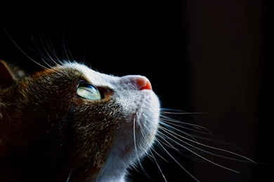Cat's Eye Wallpapers 1680 1050   Imgur