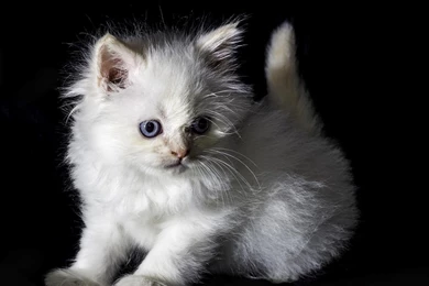 Cute Cat Wallpapers, Lovely Animals, Kitten Images, Hairy Animals ...