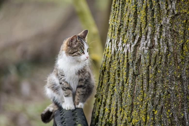 Cute Cat Wallpapers, Lovely Animals, Pussycat Photos, Funny Cat ...