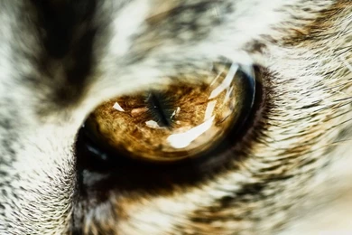 Cat Eye Close Up HD Desktop Wallpapers : High Definition ...
