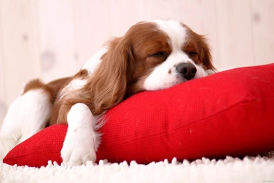 Wallpapers Sleeping Dogs   Wallpapers Animal Hd