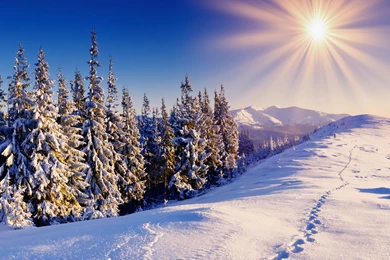 Pagan trees winter snow wall ink_bluesky.png
