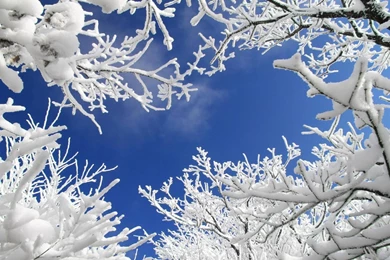 Winter Snow Trees Wallpapers   (