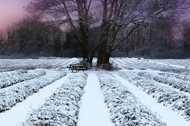 1080x1920 Tree Winter Field Evening Snow Wallpapers HD