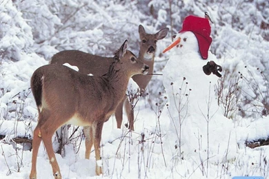 19969 winter snow christmas wallpapers collection great white snow christmas wallpaper images.jpg