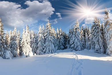 2560x1600 Path, Winter, Snow, Christmas Tree, Forest, The Sun ...