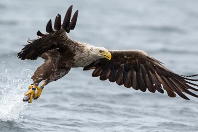 17 HD Eagle Bird Wallpapers   HDWallSource.com