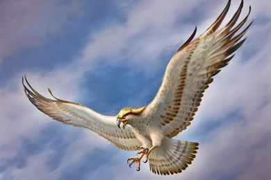 Download Flying Eagle Desktop Wallpaper.jpg