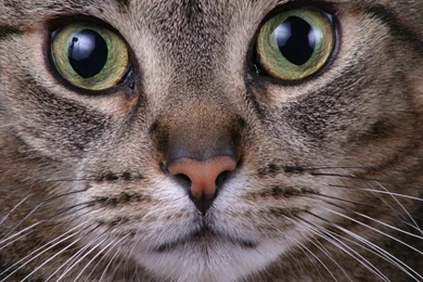 Cute cat face wallpaper 001   Cute Cat Wallpapers