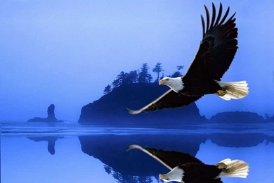Beautiful Eagle Wallpapers 1152x864 Wallpapers,Eagle 1152x864 ...