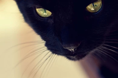 Black Cat Face Wallpapers