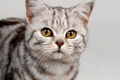 Download Wallpapers 3840x2400 Cat, Face, Striped, Eyes, Cute ...