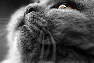 Grey Cat Face HD Desktop Wallpapers : High Definition : Fullscreen ...